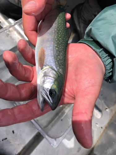 ミヤベイワナの釣果