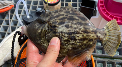 カワハギの釣果