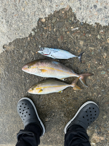 シオの釣果