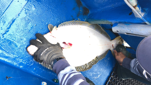 ヒラメの釣果