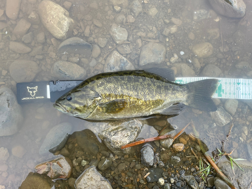 スモールマウスバスの釣果