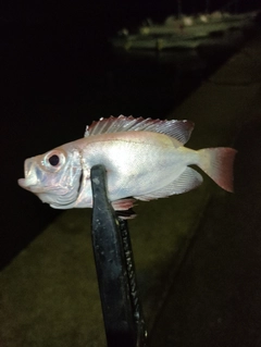 ホウセキキントキの釣果