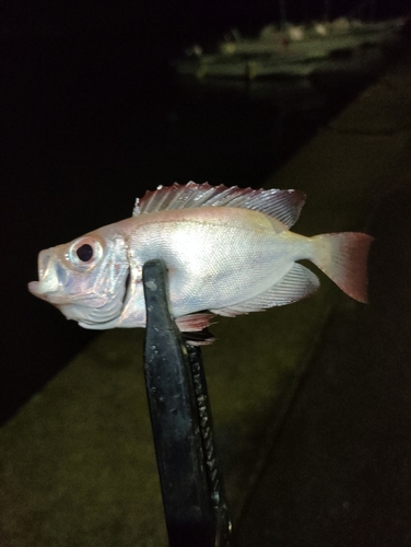 ホウセキキントキの釣果