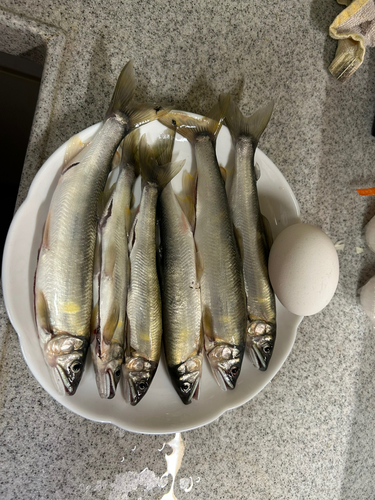 アユの釣果