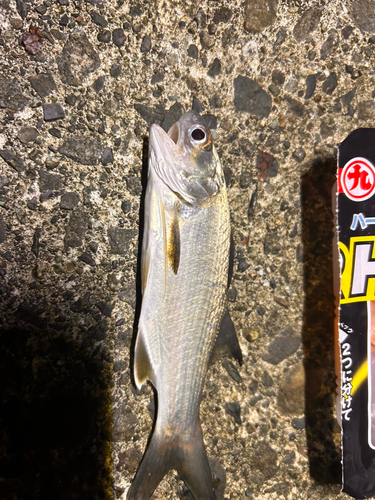 ツバメコノシロの釣果