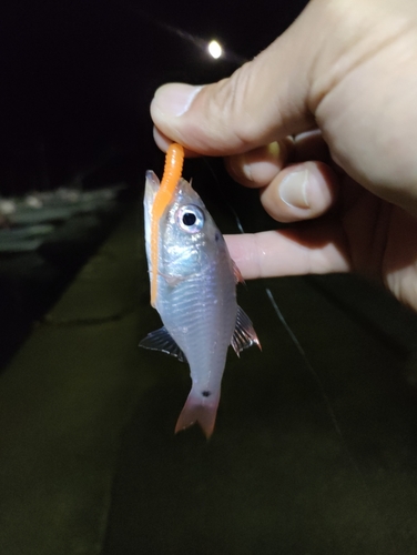 ネンブツダイの釣果