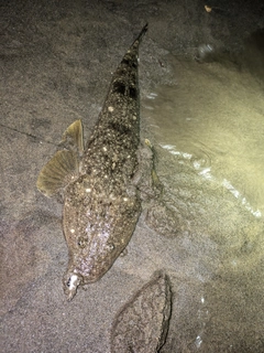 マゴチの釣果