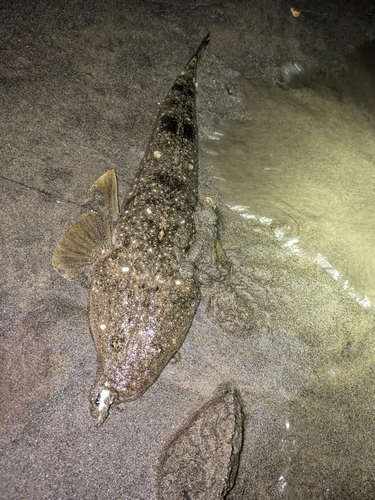 マゴチの釣果