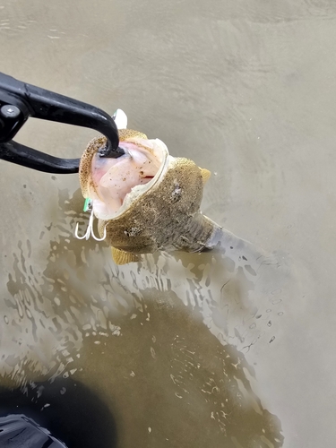 マゴチの釣果