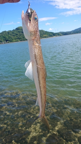 エソの釣果