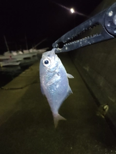 ミナミハタンポの釣果