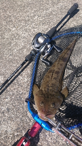 マゴチの釣果