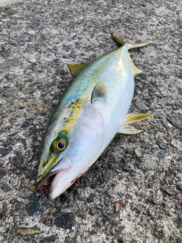 ハマチの釣果