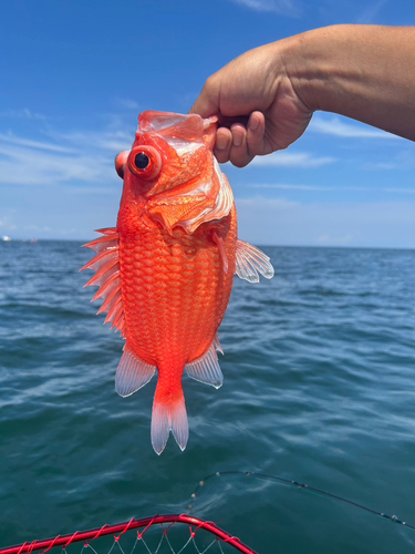 エビスダイの釣果