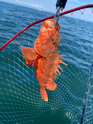 オニカサゴの釣果