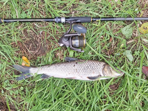 ニゴイの釣果