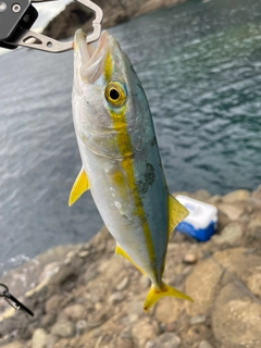 ツバスの釣果