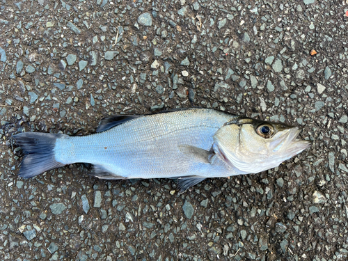 セイゴ（ヒラスズキ）の釣果