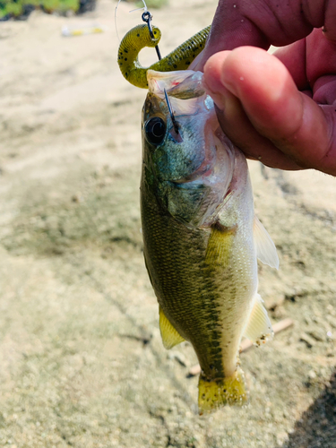 ラージマウスバスの釣果