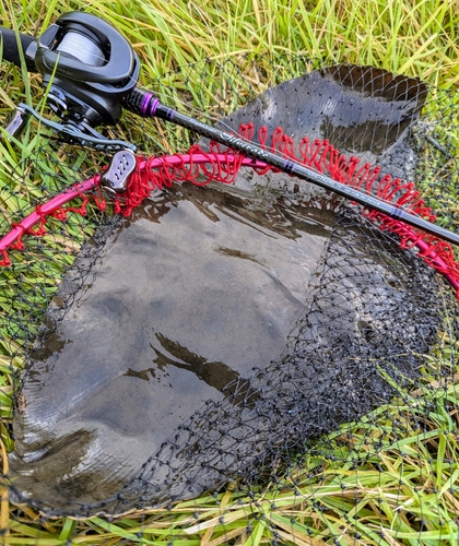 ツバクロエイの釣果