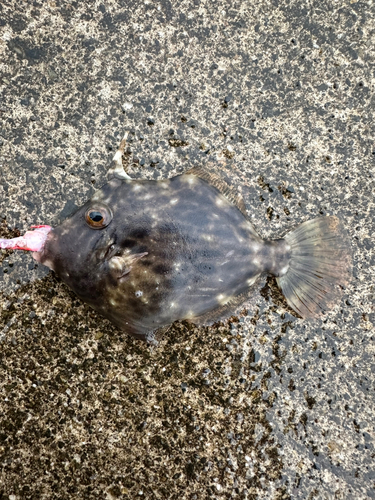 カワハギの釣果