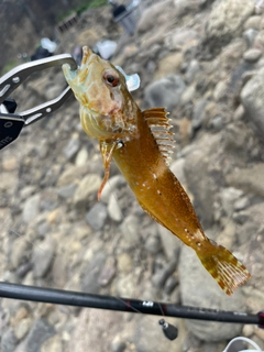 アナハゼの釣果