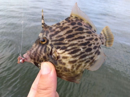 カワハギの釣果