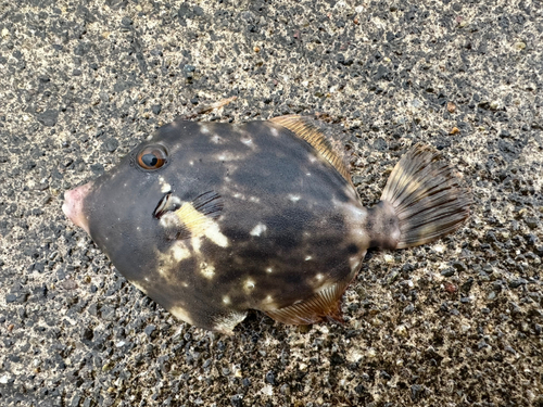 カワハギの釣果