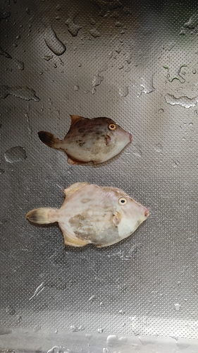 カワハギの釣果