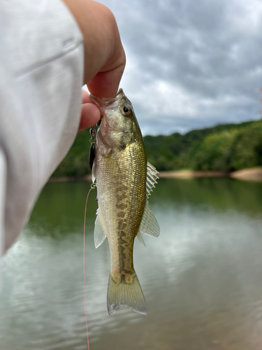 ラージマウスバスの釣果