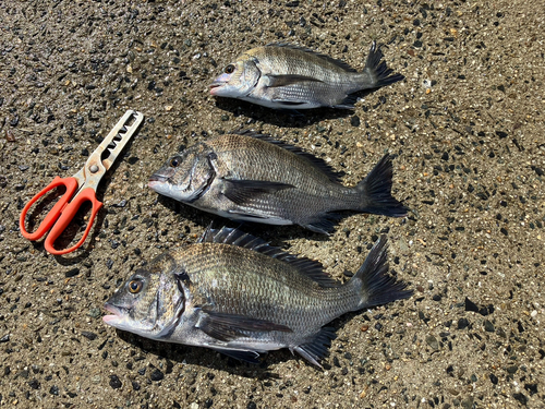 チヌの釣果