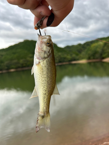 ラージマウスバスの釣果