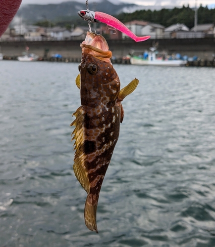 キジハタの釣果