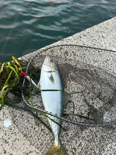 イナダの釣果