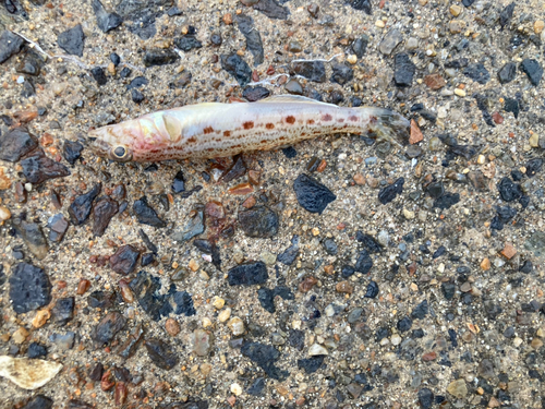 サビハゼの釣果