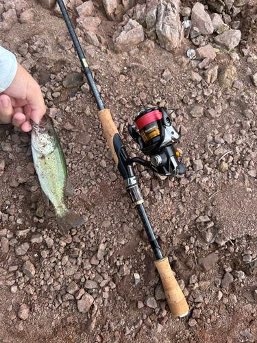 ラージマウスバスの釣果