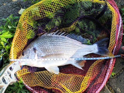 キビレの釣果