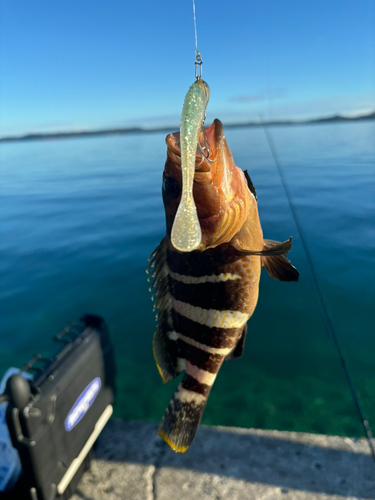 マハタの釣果