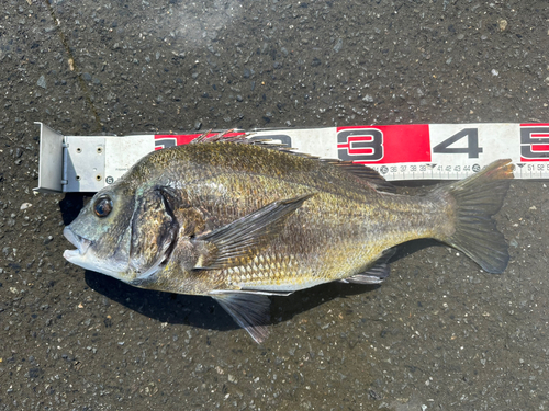 チヌの釣果