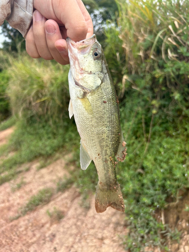 ラージマウスバスの釣果