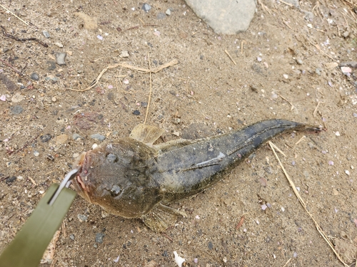 マゴチの釣果