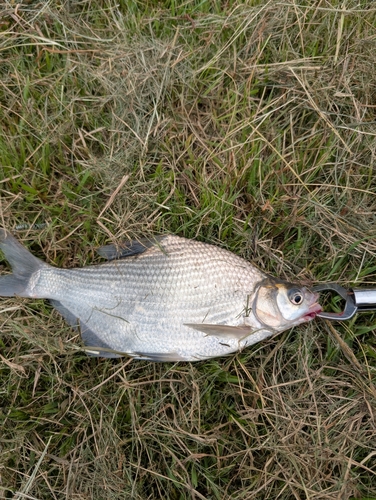 ダントウボウの釣果