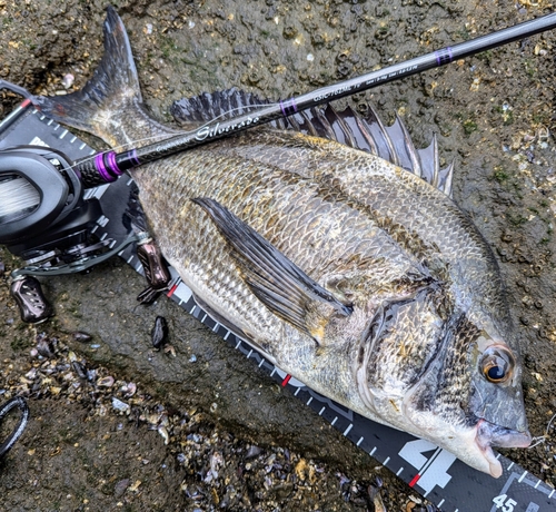 チヌの釣果