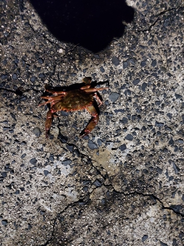 カニの釣果