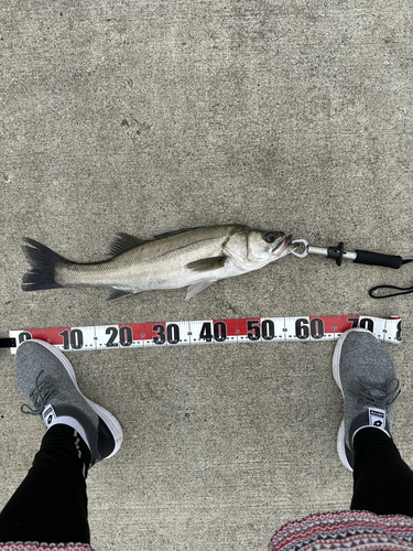 フッコ（マルスズキ）の釣果