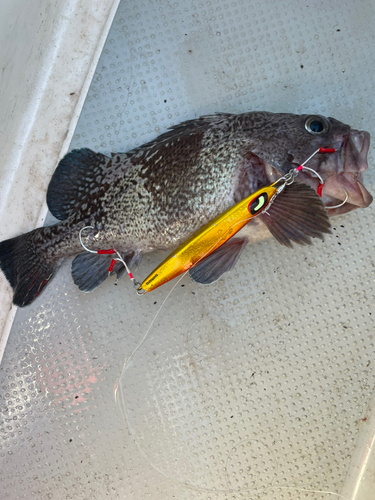 マゾイの釣果