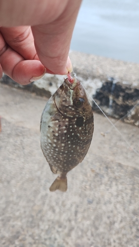 アイゴの釣果