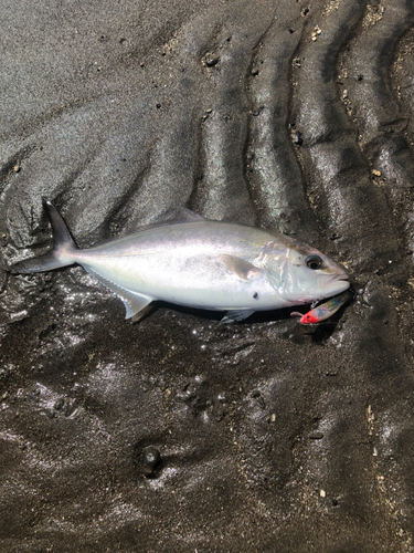 ネリゴの釣果