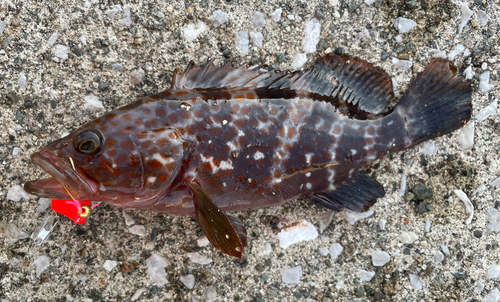 キジハタの釣果