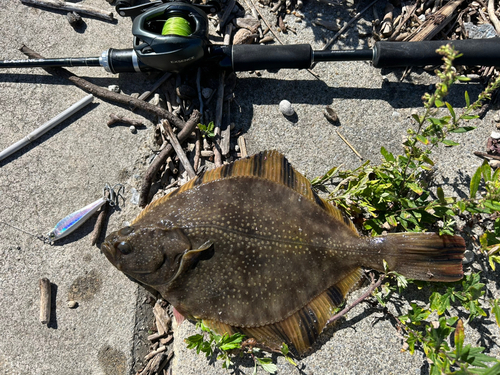 カレイの釣果